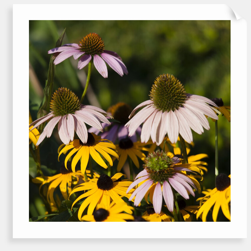 black-eyed Susan and Echinacea flowers by Anonymous