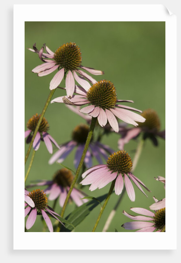 Echinacea flowers by Anonymous