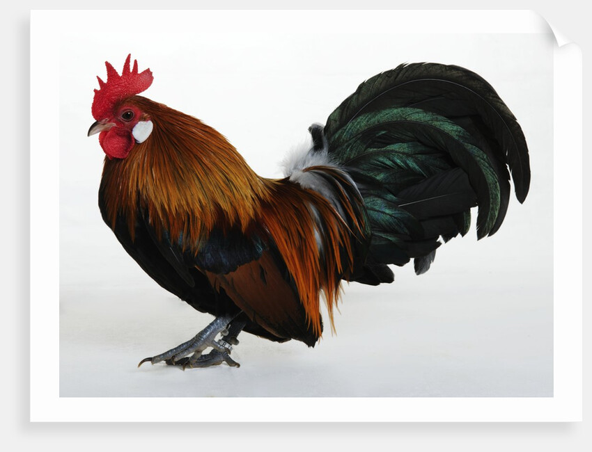 Dutch Bantam by Anonymous