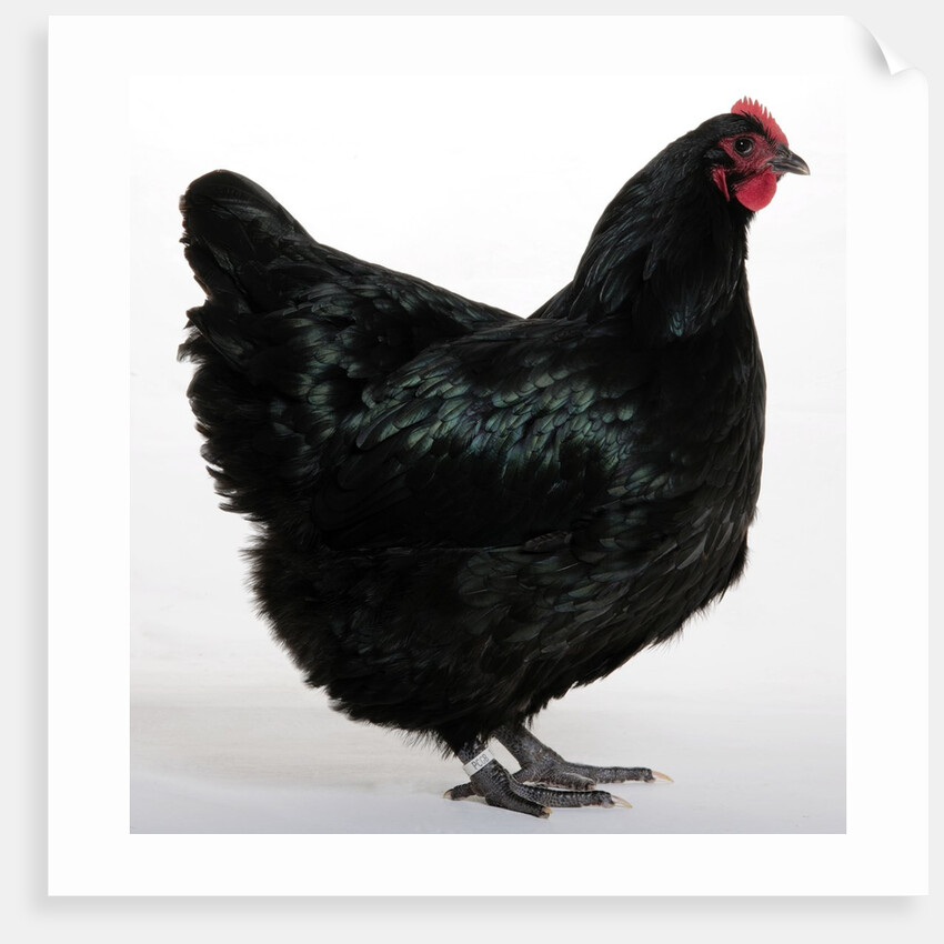 Australorp by Anonymous