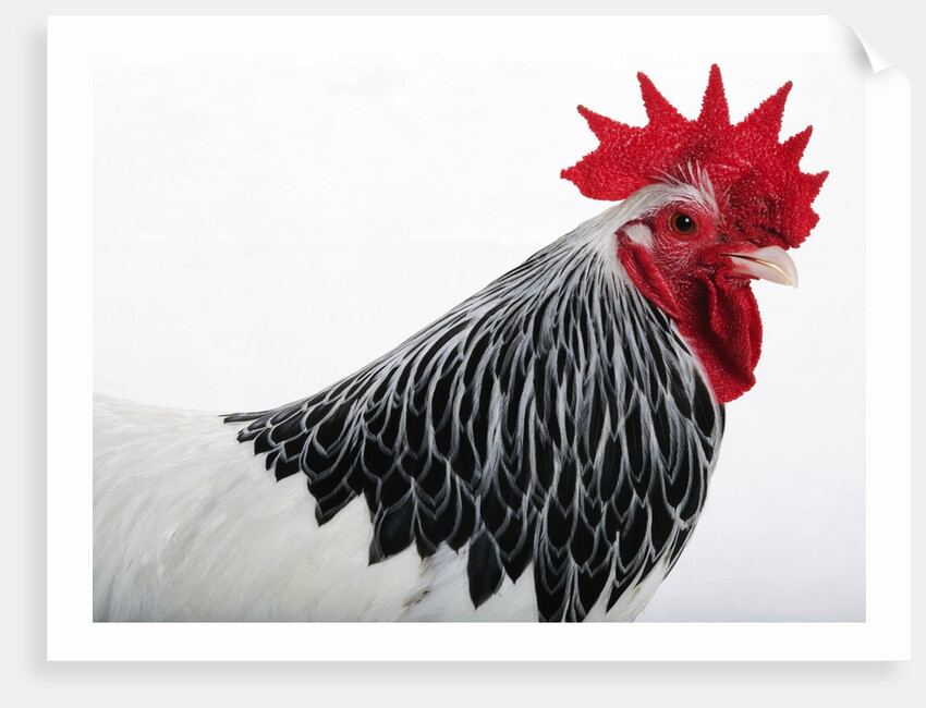 Sussex Hen by Anonymous