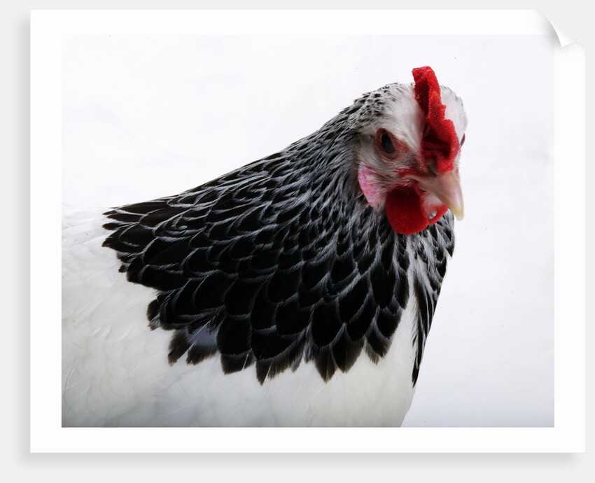 Sussex Hen by Anonymous