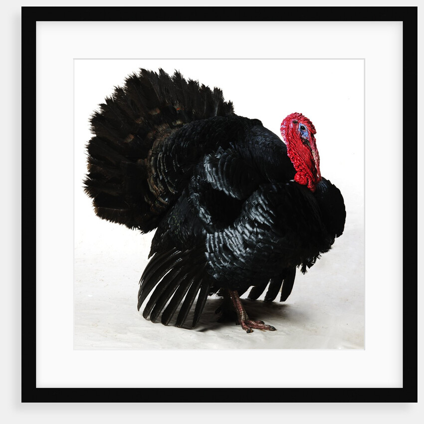 Black Turkey by Anonymous