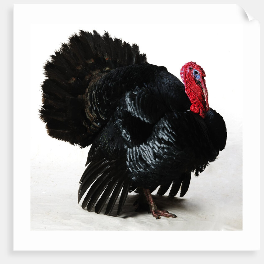 Black Turkey by Anonymous