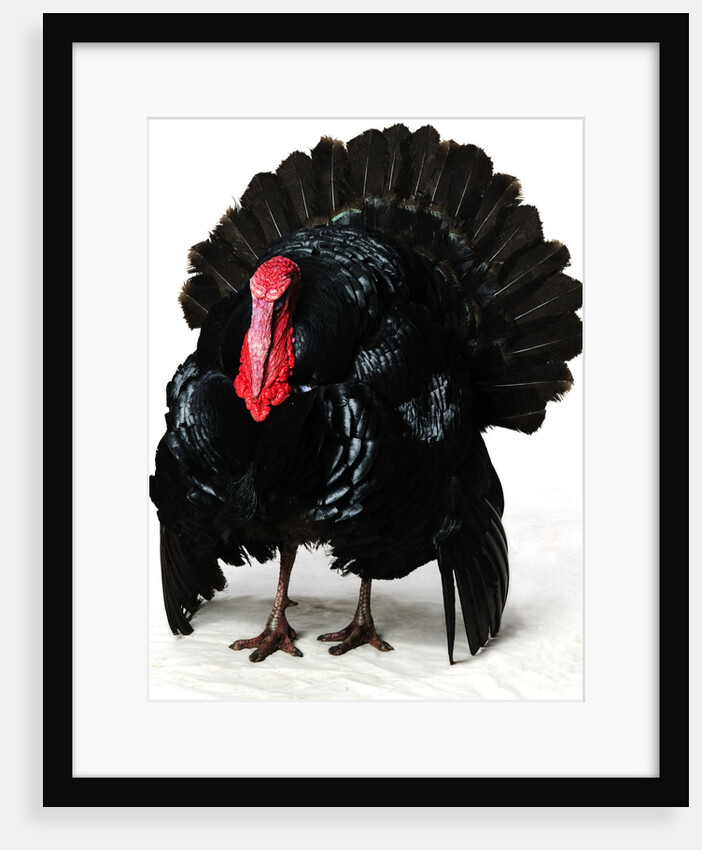 Black Turkey by Anonymous
