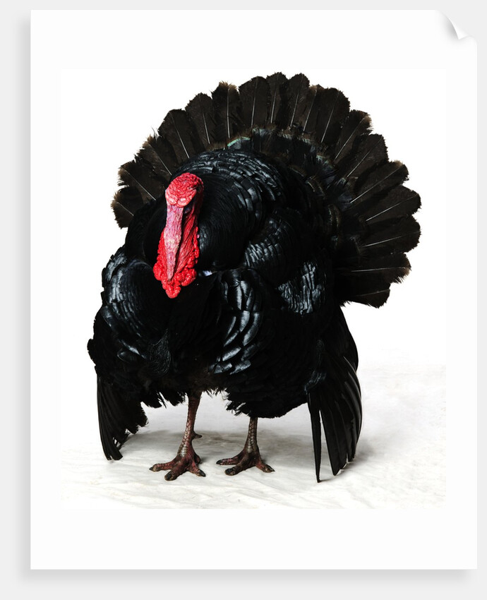 Black Turkey by Anonymous