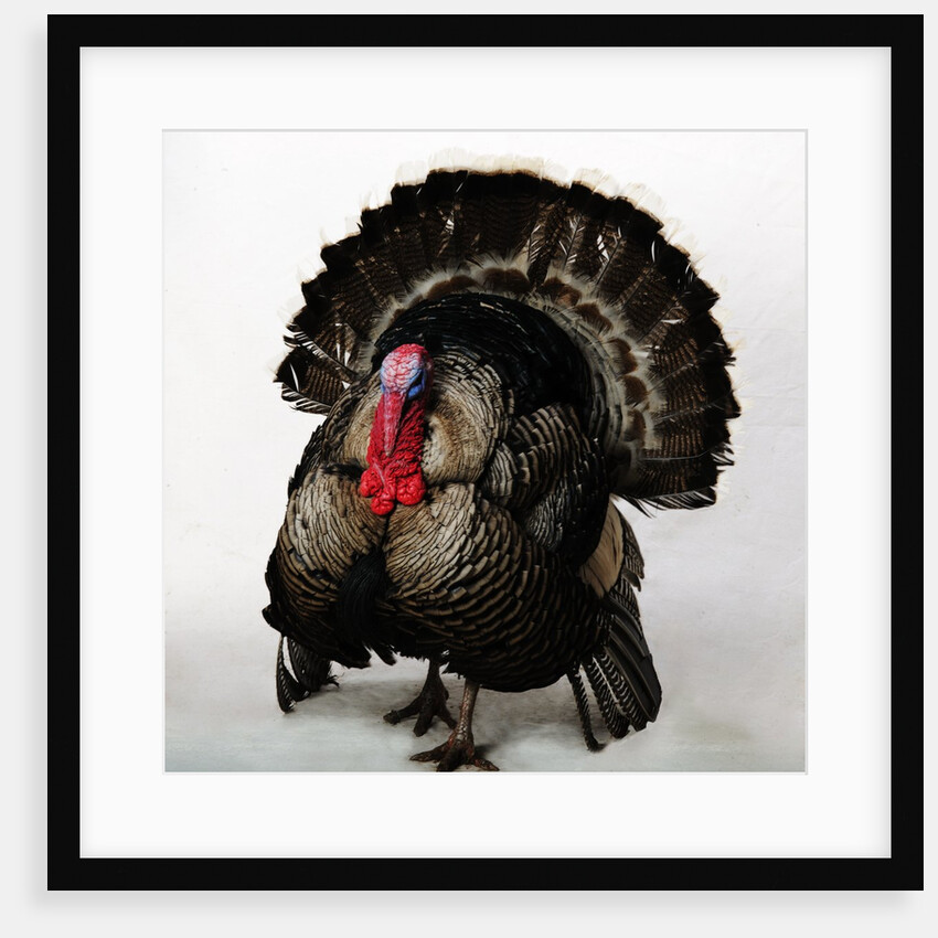 Bronze Turkey by Anonymous