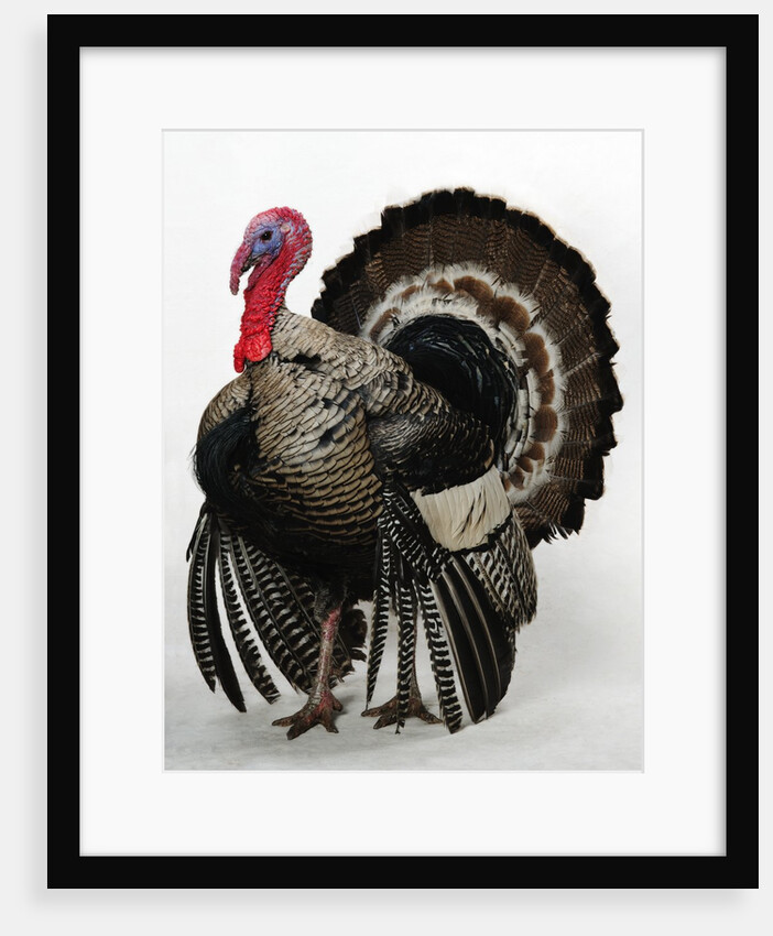 Bronze Turkey by Anonymous