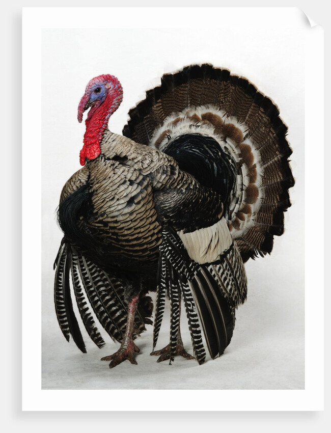 Bronze Turkey by Anonymous