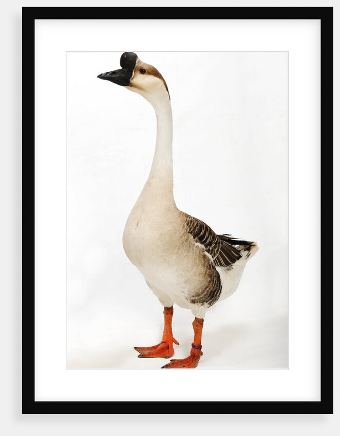 Chinese goose by Anonymous