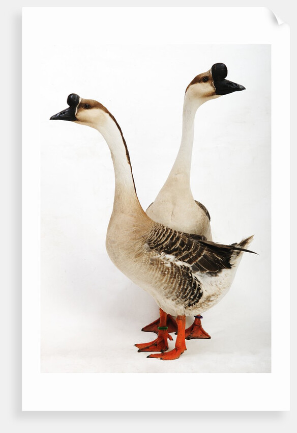 Chinese geese by Anonymous