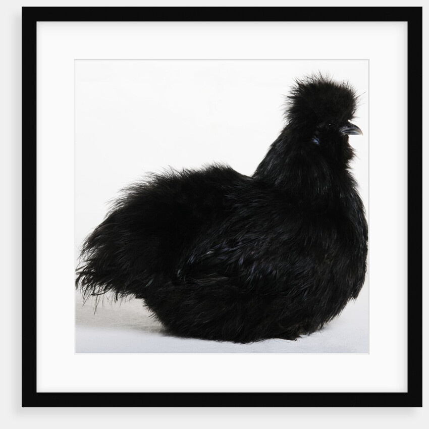 Silkie by Anonymous