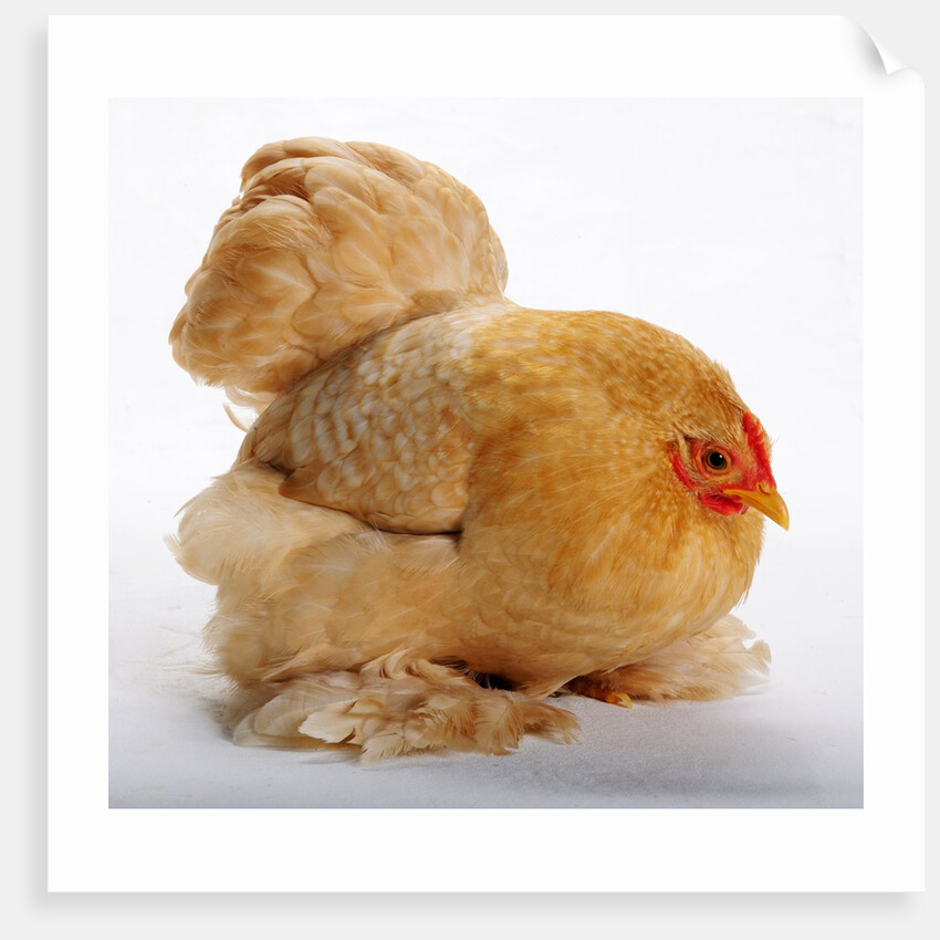 Pekin/Cochin Bantam by Anonymous