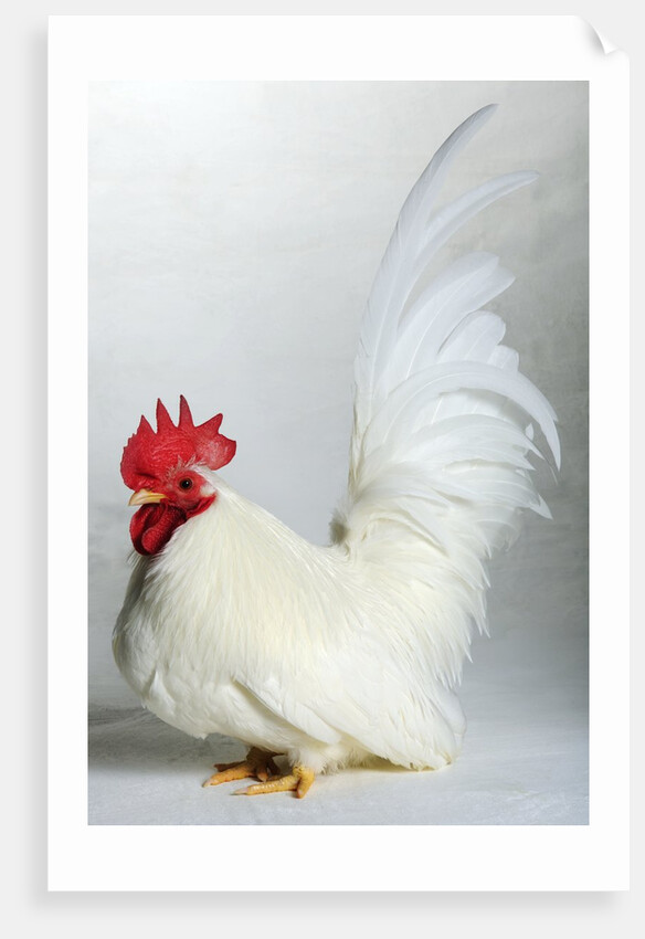 Japanese/Shabo Bantam by Anonymous
