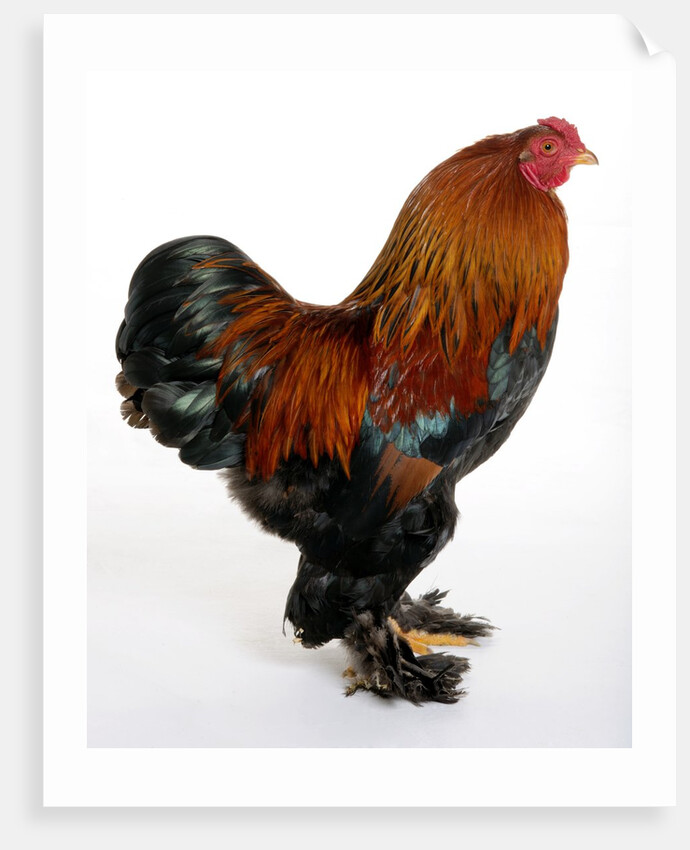 Brahma by Anonymous