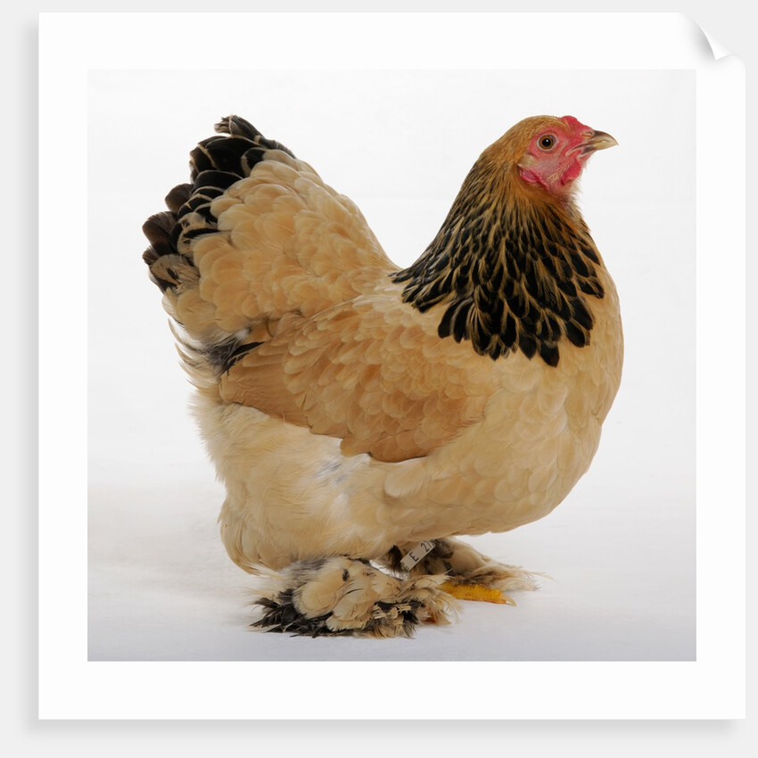 Brahma Bantam by Anonymous