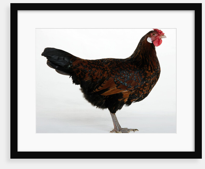 Old English Pheasant Fowl by Anonymous