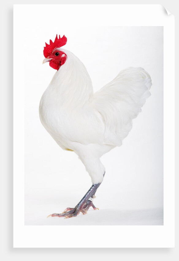 German Langshan by Anonymous