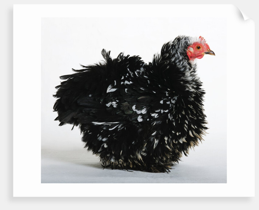 Frizzle by Anonymous