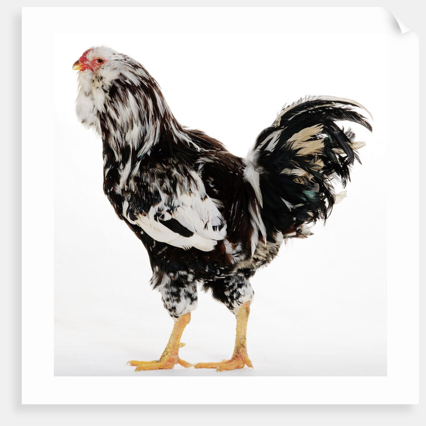 Russian Orloff by Anonymous