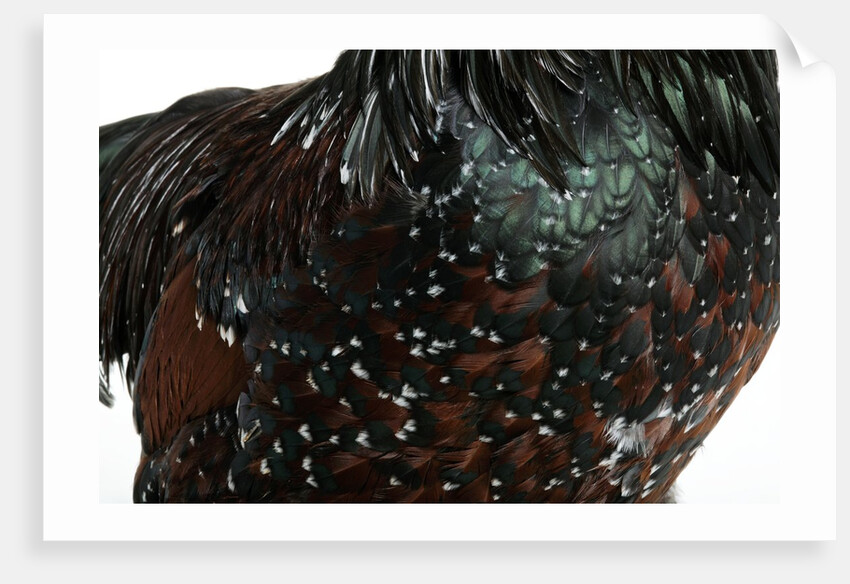 Speckled Plumage by Anonymous
