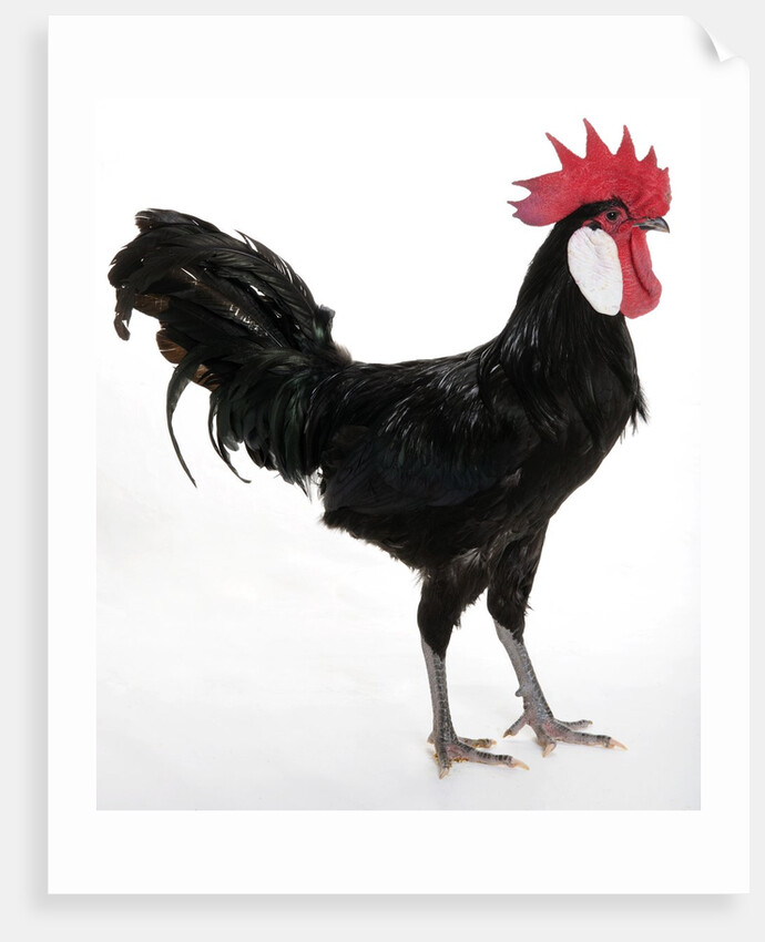 White-faced Black Spanish by Anonymous