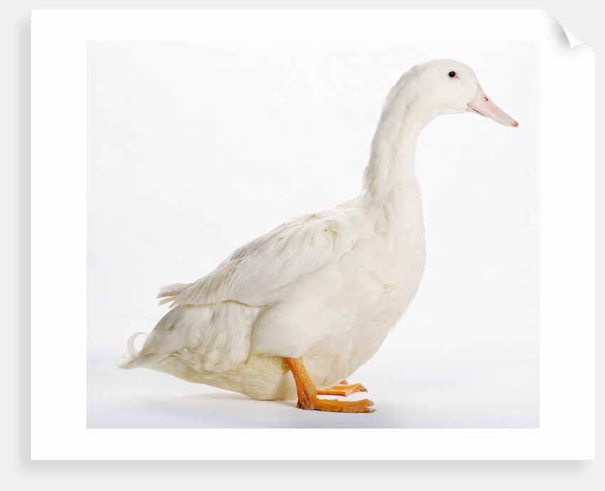 Aylesbury Duck by Anonymous