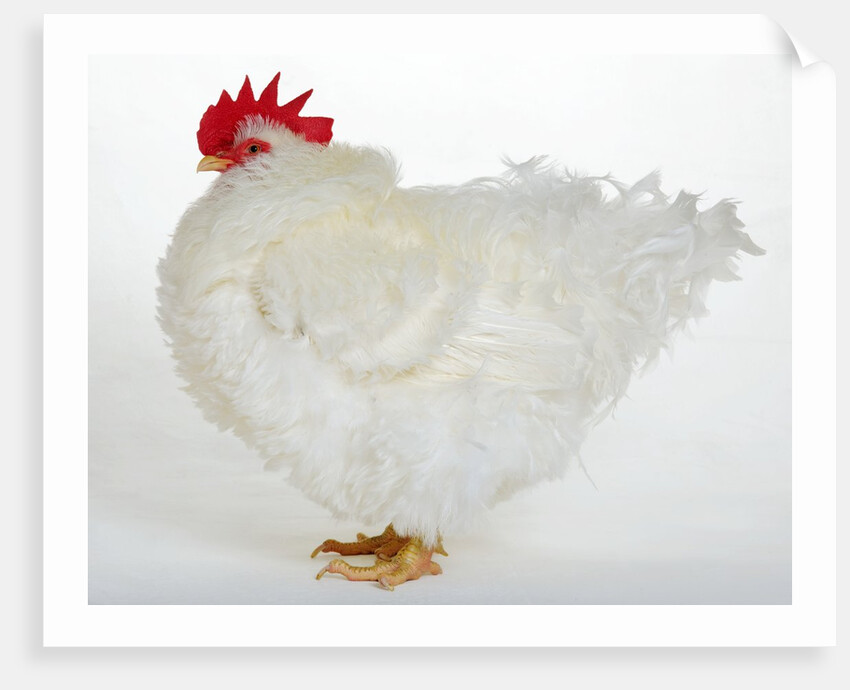 Frizzle by Anonymous