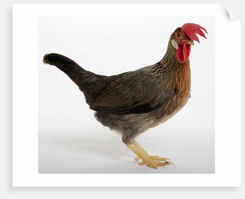 Leghorn by Anonymous