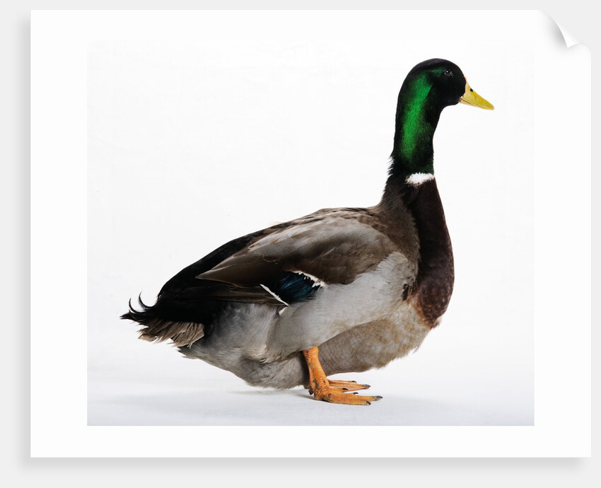 Roen Duck by Anonymous