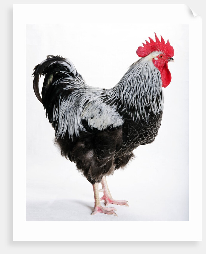 Sussex Bantam by Anonymous