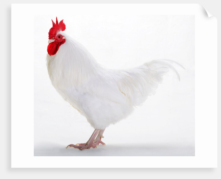 Sussex Bantam by Anonymous