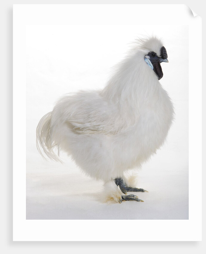 Silkie by Anonymous