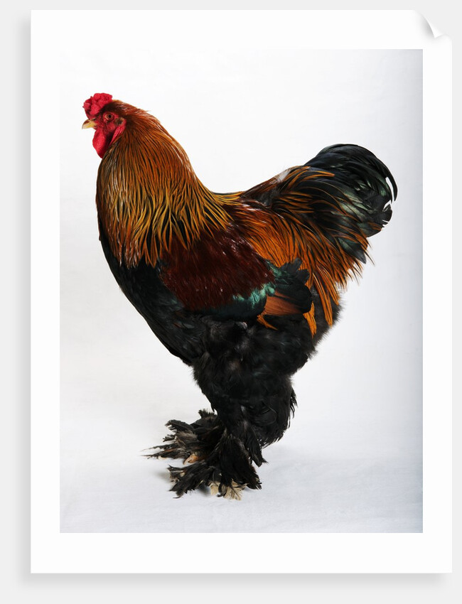 Brahma by Anonymous