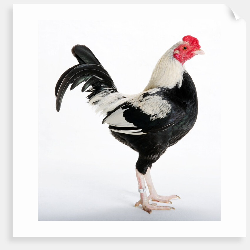 Old English Game Bantam by Anonymous