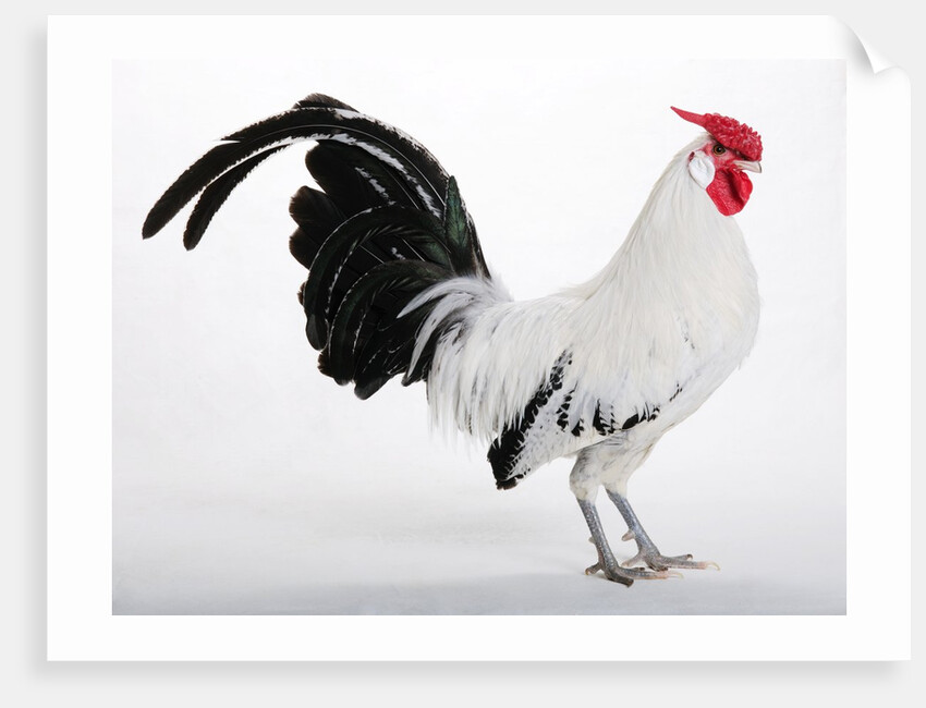 Hamburg/Hamburgh by Anonymous