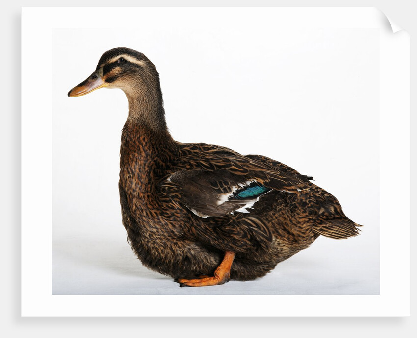 Rouen Duck by Anonymous