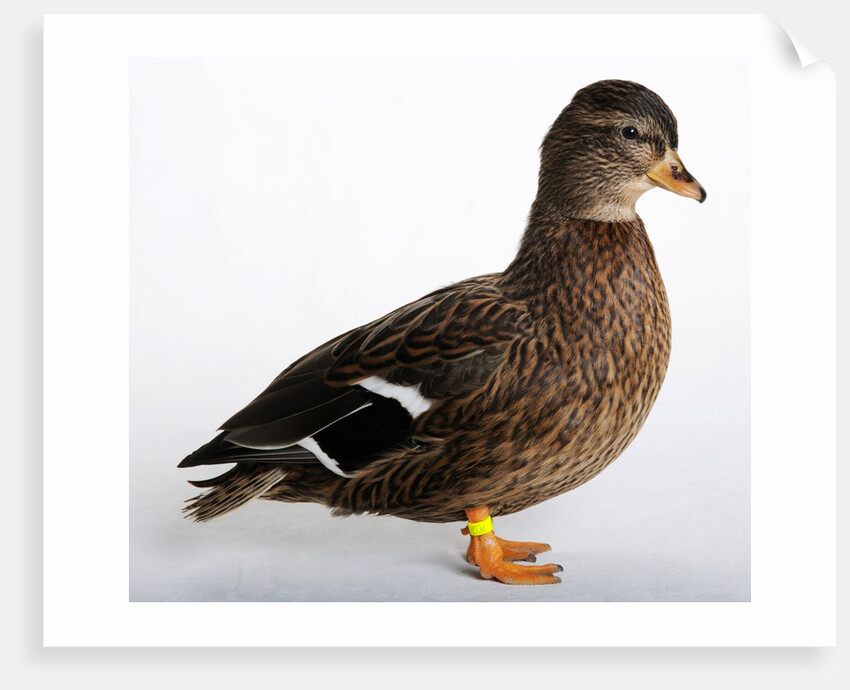 Roen Clair Duck by Anonymous