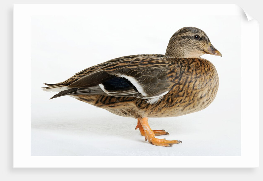 Roen Clair Duck by Anonymous