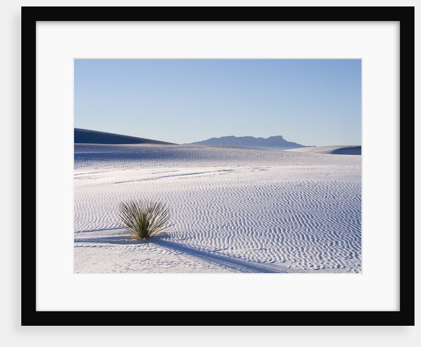 Sand Dune Patterns and Yucca Plants by Anonymous