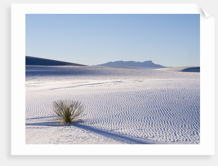 Sand Dune Patterns and Yucca Plants by Anonymous