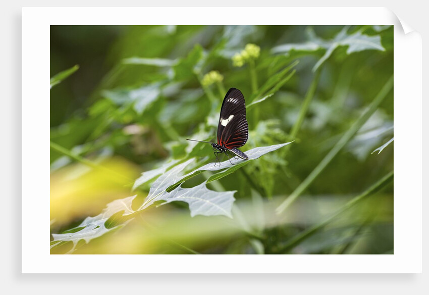 Longwing Butterfly by Anonymous