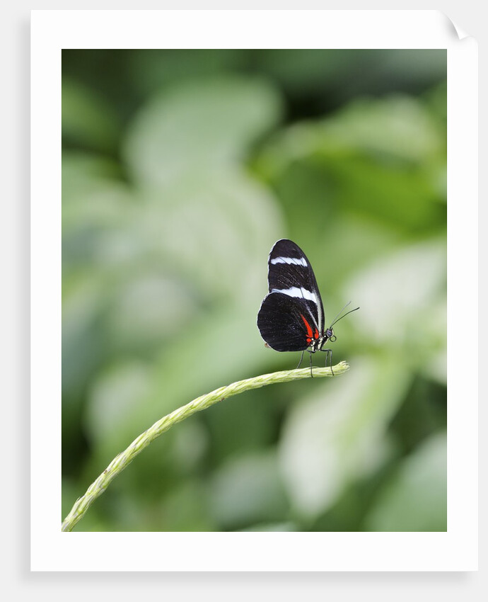 Longwing Butterfly by Anonymous