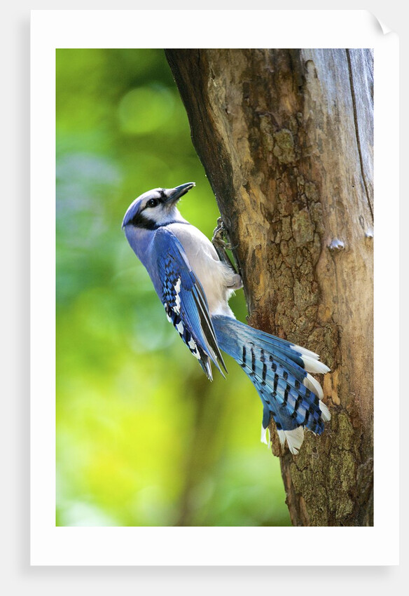 Blue Jay by Anonymous