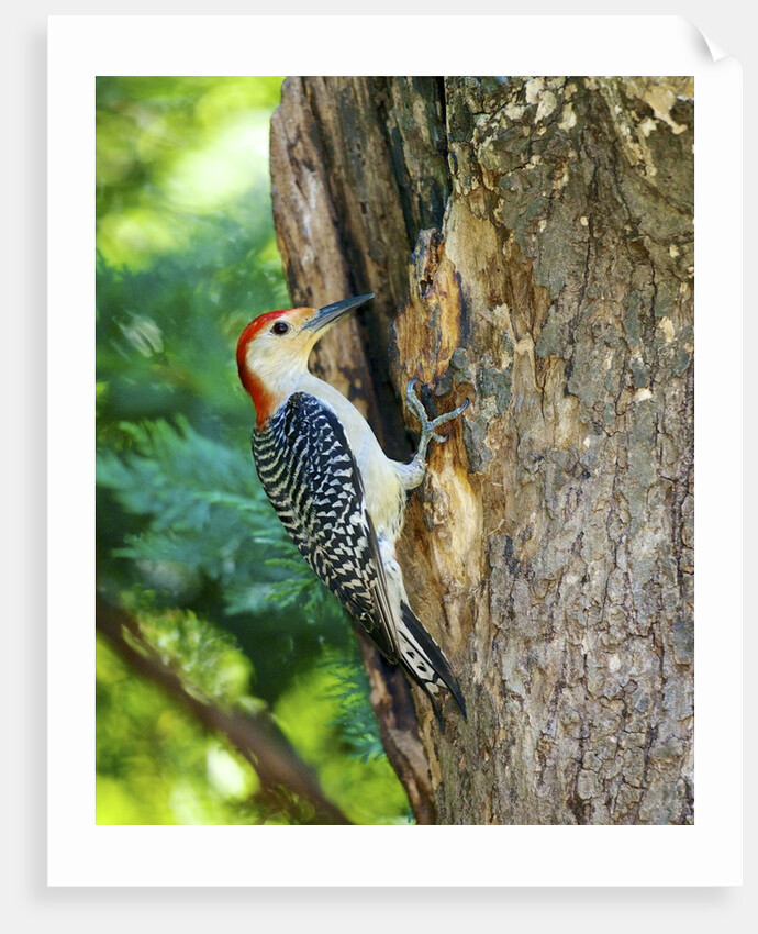 Red-bellied Woodpecker by Anonymous