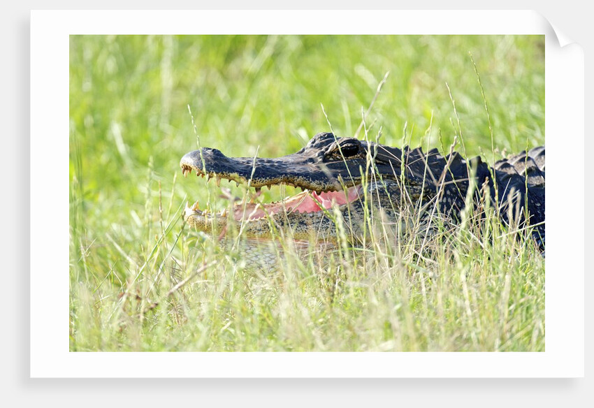 American Alligator by Anonymous