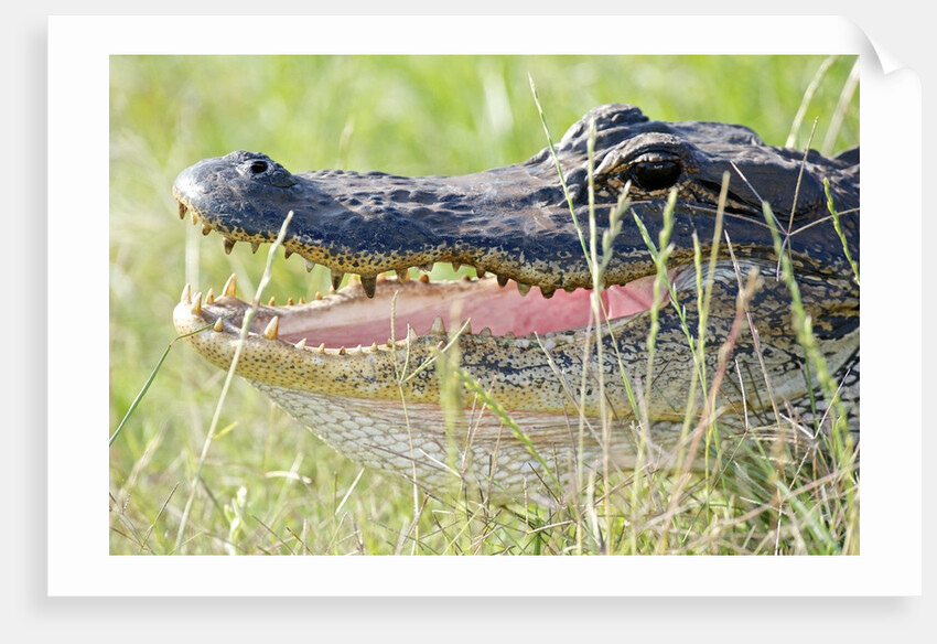 American Alligator by Anonymous