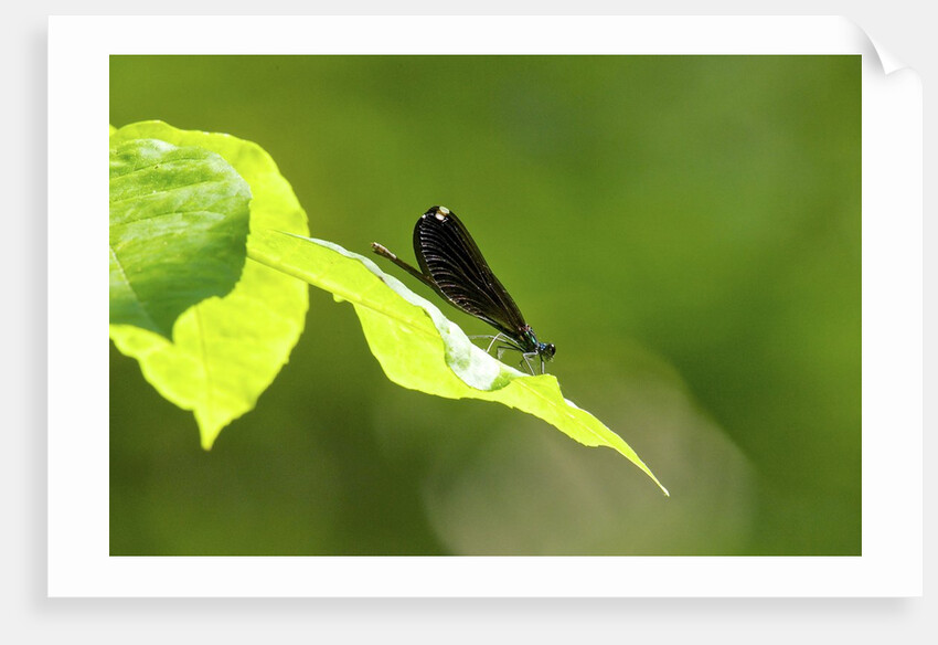 Damsel Fly by Anonymous