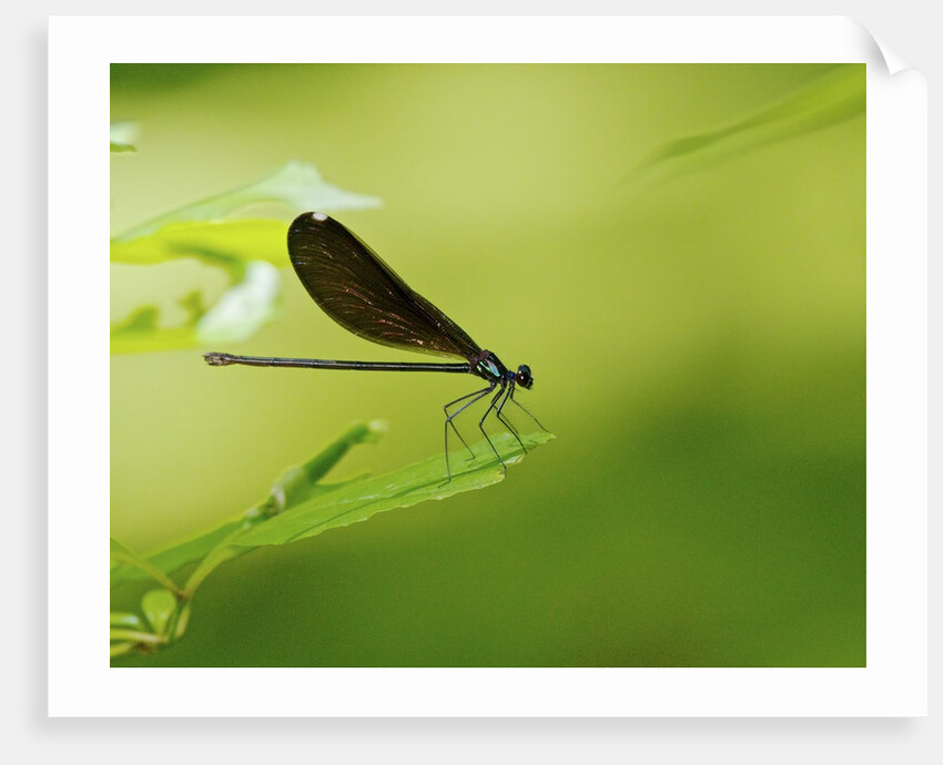 Damsel Fly by Anonymous
