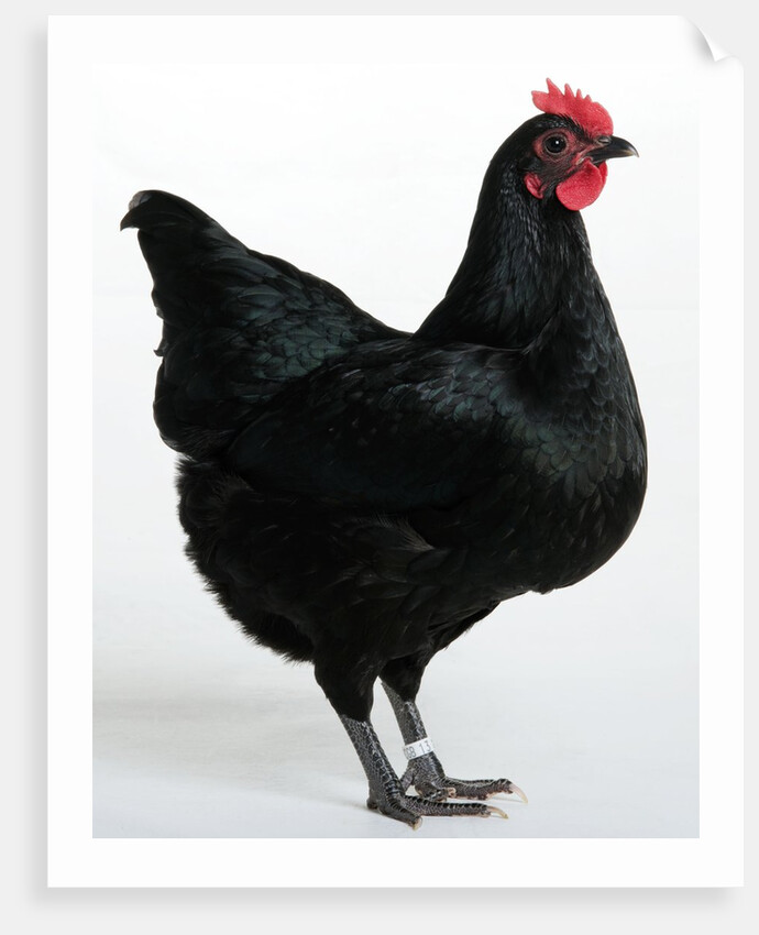 Langshan Bantam by Anonymous